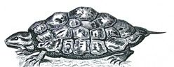 tortoise