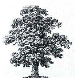 tree (oak)